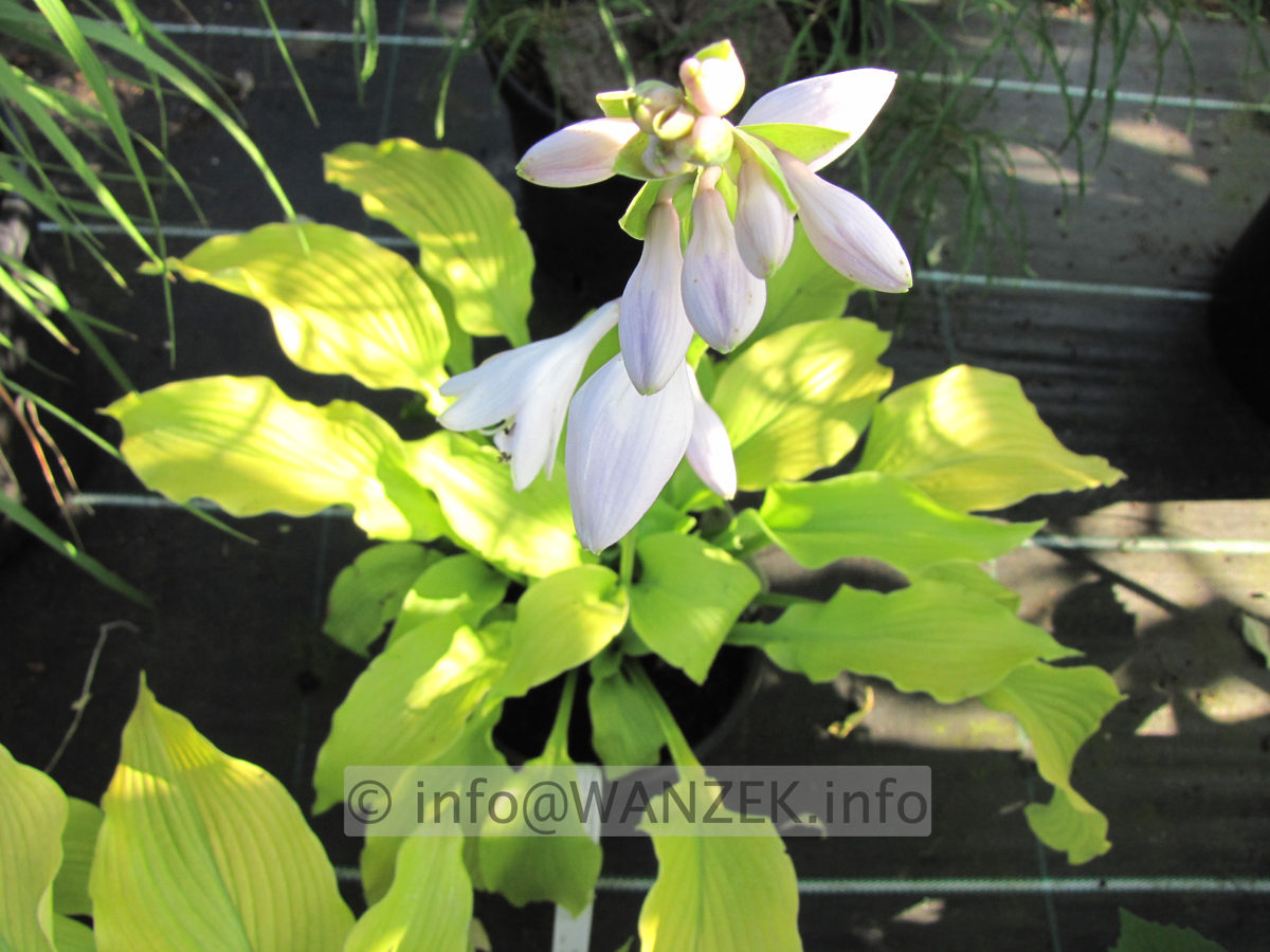 Hosta plantaginea Sun Power Bluete2.JPG